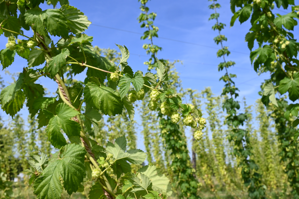 houblon